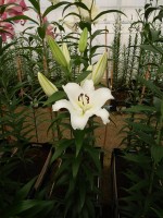 [4135 Gateway No01.JPG]